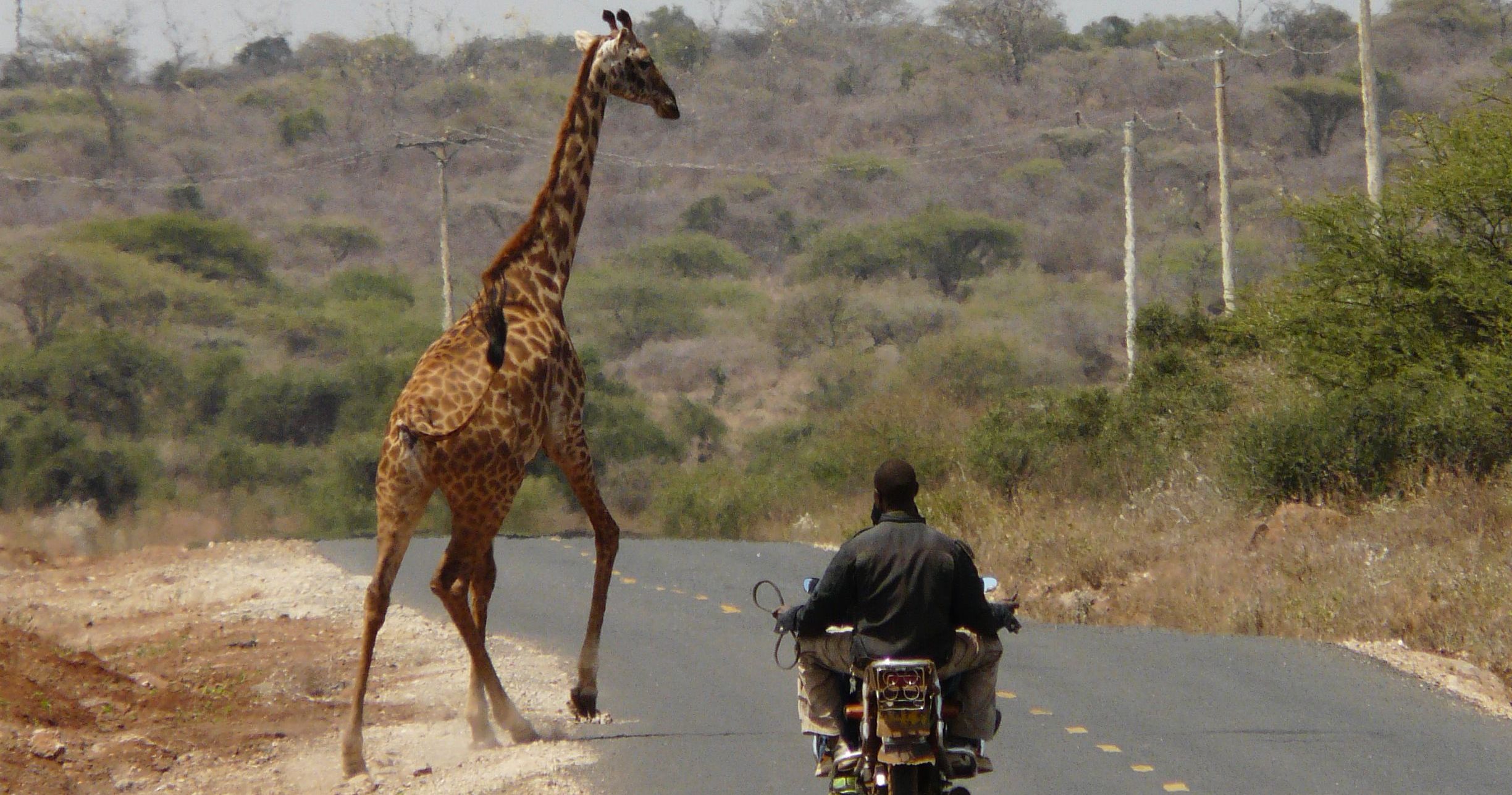 Relations humains-animaux